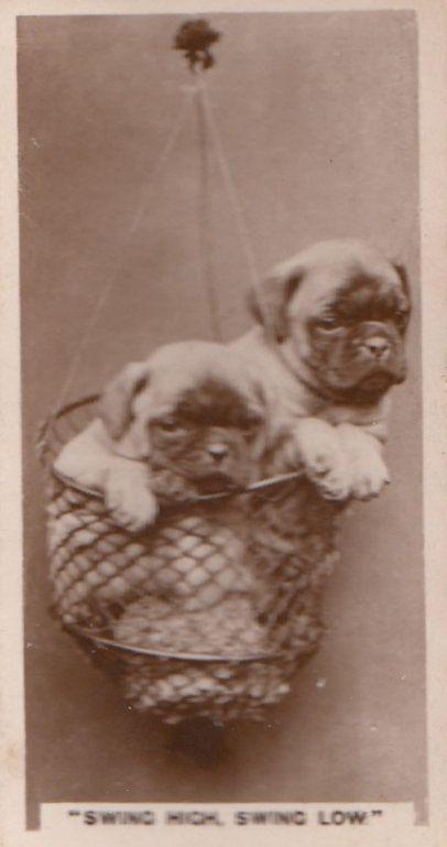 Acrobat Circus Dog Daredevil Antique German Real Photo Cigarette Card