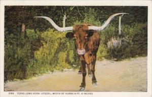 Texas Long Horn Steer Width Of Horns 9 Feet 6 Inches 1937 Curteich