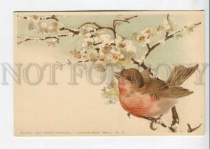 444104 KLEIN Bird Rosefinch SPRING Tree Vintage postcard TSN #87