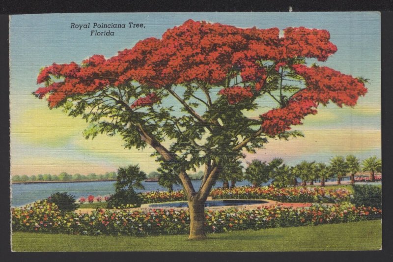 Florida Royal Poinciana Tree Photo by G.W. Romer ~ Linen