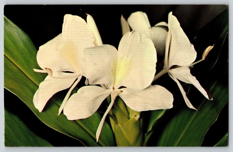 Postcard Hawaii White Ginger Blossom