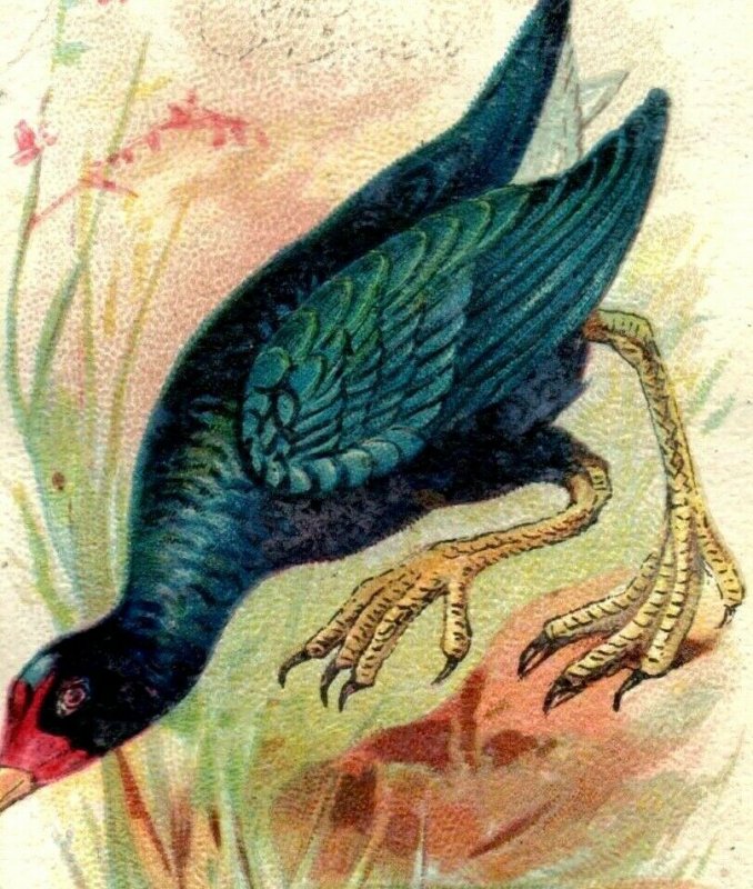 1880s-90s  Arm & Hammer Beautiful Birds Series Purple Gallinule Lot Of 3 P222