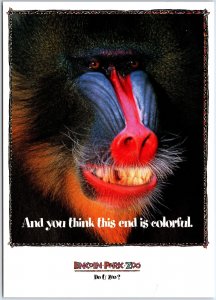 VINTAGE CONTINENTAL SIZE POSTCARD BABOON FACE ON LINCOLN PARK ZOO CHICAGO ILL