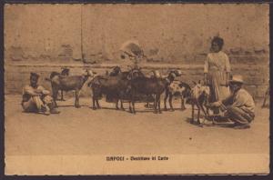 Goats,Naples,Italy Postcard