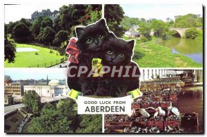 Modern Postcard Good luck from Aberdeen Cats Kittens