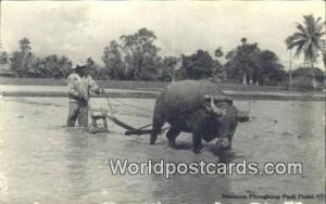 Malaya, Malaysia  Malacca Ploughing Padi Field 