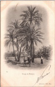 Algeria Alger Groupe De Palmiers Algiers Vintage Postcard 09.51