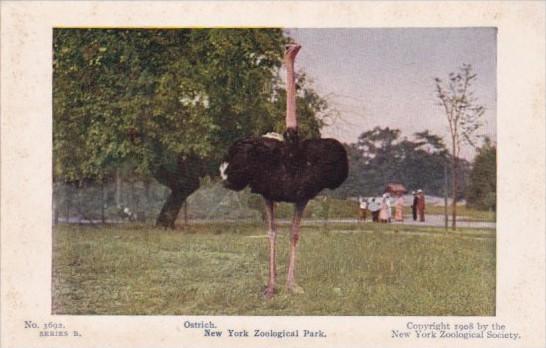 Birds Ostrich At New York Zoological Park