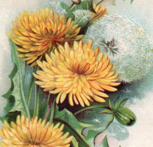 1880s Clark's ONT Spool Cotton George A. Clark Lovely Dandelions P156