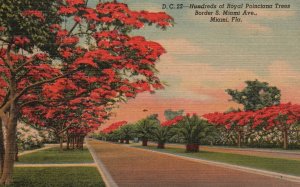 Vintage Postcard 1930's Hundreds Royal Poinciana Trees Flowers Miami Florida FL