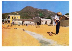 Drying Brown Rice, Southern China, Farming