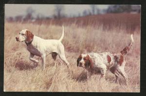 Hunting Dogs Post Card PC1057