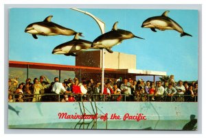 Vintage 1960's Postcard High-Flying Dolphin Marineland of the Pacific California