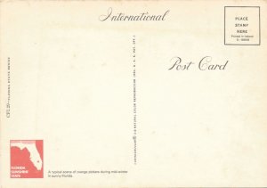 Orange Picking Time in Sunny Florida during Mid-winter