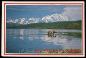 Moose at Wonder Lake - Mt. McKinley