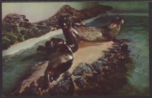 Leopard Seals,Ocean Aquarium,Hermosa Beach,CA Postcard