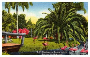 Postcard ANIMAL SCENE Sarasota Florida FL AR5895