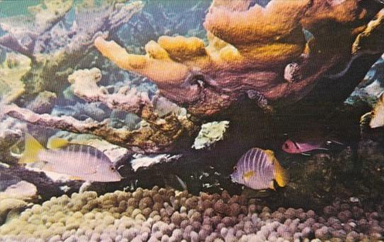 Fish Snappers and Elkhorn Coral Virgin Islands Underwater Scene 1972