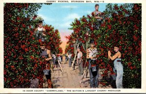 Wisconsin Sturgeon Bay Cherry Picking In Door County Cherryland 1944