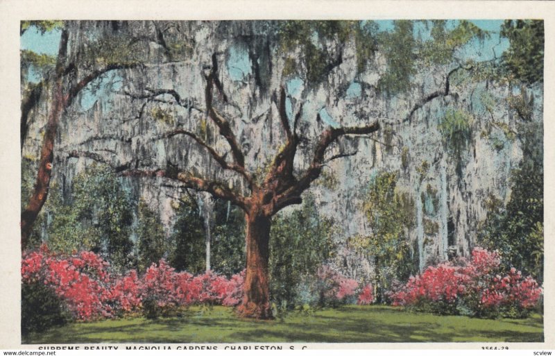 CHARLESTON, South Carolina, 1900-10s; Supreme Beauty, Magnolia Gardens