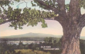 New Hampshire Contoocook Lake Old Oak