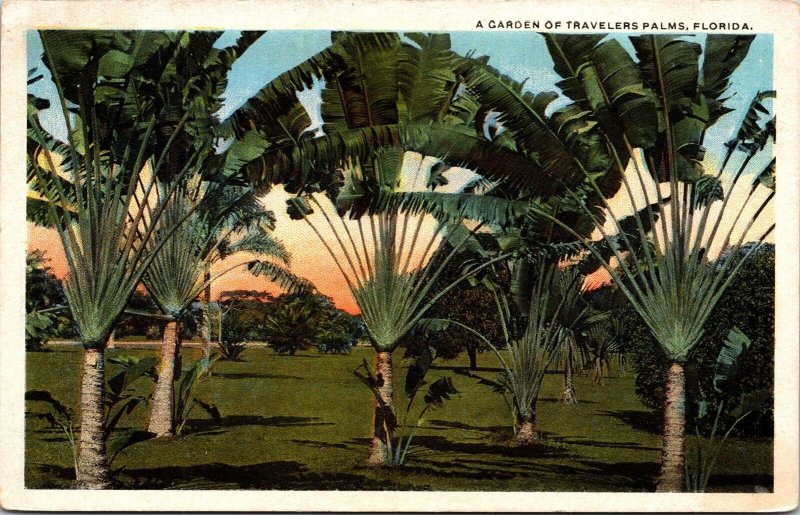 Garden Travelers Palms Florida Fl Vintage Tree Unposted Postcard 