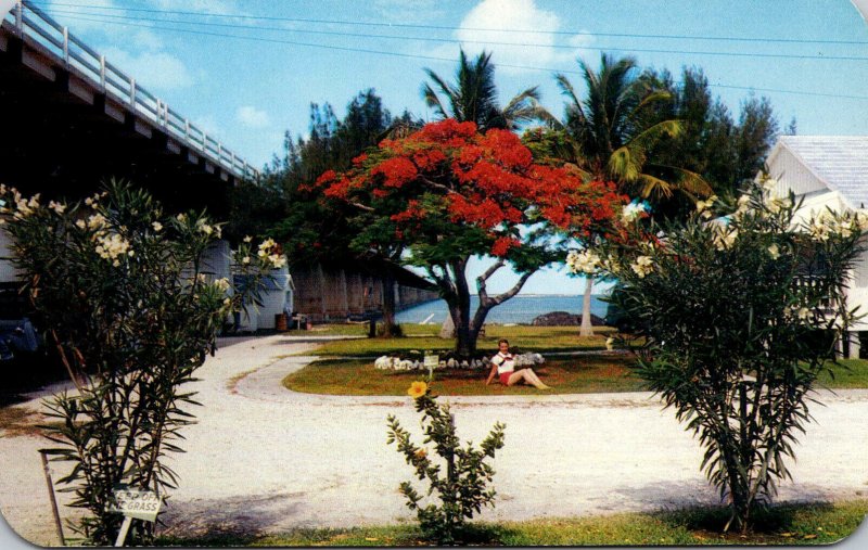 Florida Keys Royal Poinciana In Bloom On Pigeon Key