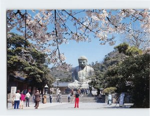 Postcard Great Buddha of Kamakura in the Time of Cherry Blossom Kamakura Japan