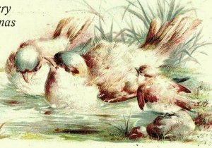 1907-15  A Merry Christmas Postcard Song Birds Bird Embossed  