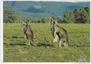 NEW SOUTH WALES, Australia, 1950-1970's; Kangaroos, Warrumbungle National Park