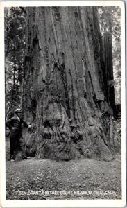 SANTA CRUZ, California  CA    BIG TREE GROVE  General Grant   ca 1910s  Postcard