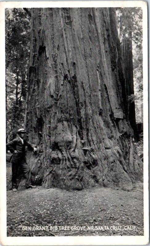 SANTA CRUZ, California  CA    BIG TREE GROVE  General Grant   ca 1910s  Postcard