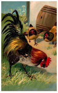 Rooster , chickens