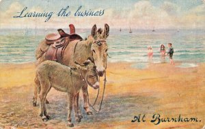 BURNHAM ON SEA SOMERSET ENGLAND~DONKEYS LEARNING THE BUSINESS~CELESQUE POSTCARD