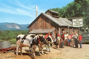 NH - North Conway, Old Maple Sugar House In Operation, Oxen