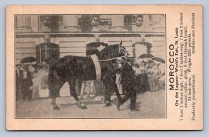 J96/ ST Louis World's Fair Missouri Postcard c1910 Morocco Perchon Horse  477