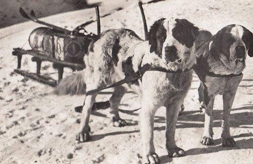 Bernhardinerhunde Swiss St Saint Bernard Dogs Real Photo Old Postcard