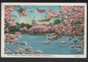 DC WASHINGTON Vista of Capitol through Cherry Blossoms ~ WB