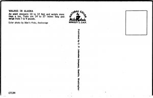 VINTAGE POSTCARD WALRUS IN ALASKA