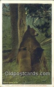 Yellowstone, National Park, Wyoming, USA Bear 1932 