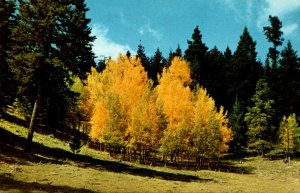 New Mexico Lincoln National Forest Golden Aspen Trees