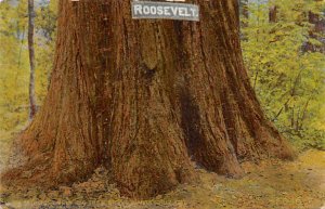 Roosevelt Big Tree Grove Santa Cruz California  