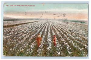 1922 Calla Lily Field Beautiful California CA Posted Antique Postcard