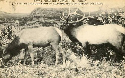 CO - Denver. American Elk Group