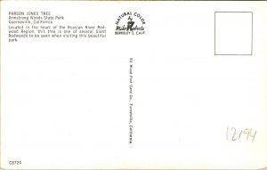 Guerneville CA Parson Jones Redwood Armstrong State Park Postcard unused 12194