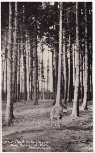 A Lone Wolf At Whipsnade Park Real Photo Postcard