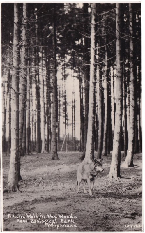 A Lone Wolf At Whipsnade Park Real Photo Postcard