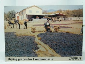 Drying Grapes for Commandaria Cyprus Greece Vintage Greek Postcard