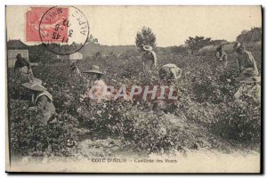 Old Postcard picking roses Cote d & # 39Azur