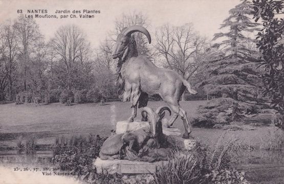 Nantes Jardin des Plantes Les Mouflons Par Charles Valton Postcard